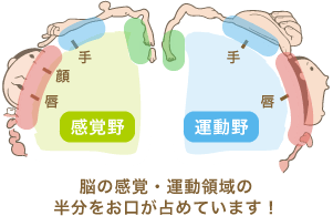 脳の感覚・運動領域の半分をお口が占めています！